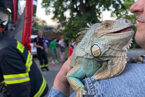 Záchrana leguána z vysokého stromu