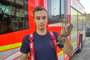 Pozor, had! Ostravští hasiči chytili ve stupačkách hroznýšovce duhového