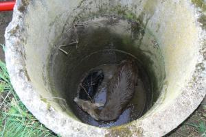 Hasiči zachránili srnku z betonové skruže, lovili i páva na střeše