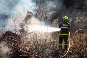 Požár lesa v Krásné dal hasičům zabrat. Museli porazit i vzrostlý strom (VIDEO)