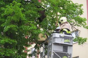 Včelka Mája a její kamarádky se proletěly: Hasiči za rojem museli do koruny stromu