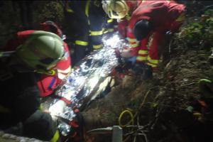Není koláč jako koláč. Ten kořenový zavalil lesního dělníka Není koláč jako koláč. Ten kořenový zavalil lesního dělníka