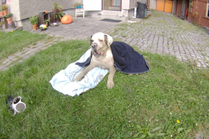Tři hodiny kňučení. Buldog spadl do kluzského výkopu, našel ho houbař