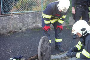 Hasiči vyprošťovali z litinového víka kanálu vysílené a vyděšené zvířátko