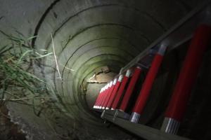 Srnec - klikař. Spadl na louce do čtyřmetrové hloubky a nezranil se