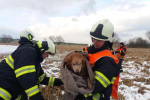 Středa, táborských hasičů bylo třeba. Topící se pes to jistě velmi ocenil
