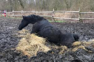 Kůň zapadnutý v bahně to hasičům ulehčil. Z pasti se vysvobodil sám
