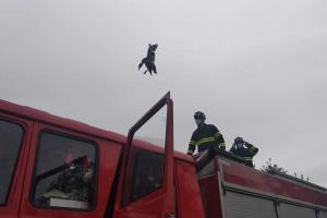 Měla by si pořídit brýle. V Malíkově nad Nežárkou vletěla do drátů kachna