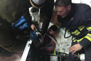 Hasiči před plameny zachránili tři osoby a pět psů