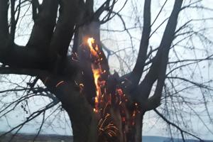Hasiči zlikvidovali v Novém Městě pod Smrkem hořící strom