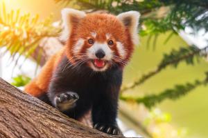 V olomoucké zoo uprchla panda. Potrápila nejen zasahující hasiče