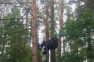Hasiči pomoc! U Dlouhé Lhoty paraglidista přistál vysoko na stromě