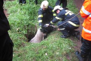 Záchrana koně na Šumpersku uvízlého v jímce měla šťastný konec