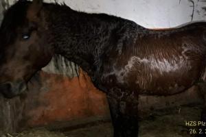 Šlápl vedle a už to bylo. Záchrana koně z vrčeňského rybníka