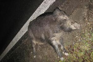 Jsou to prasata! Řidič ohlásil srážku s dvěma divočáky, auto nepojízdné