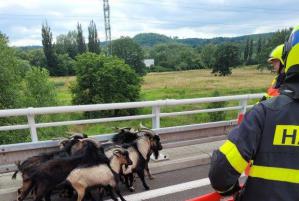 Kozy na dálnici D1 zaměstnaly nejen hasiče