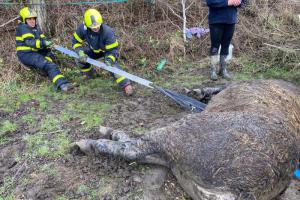 Stárnoucí klisna v bahně a vodě. Kobyla díky hasičům přežila (VIDEO)
