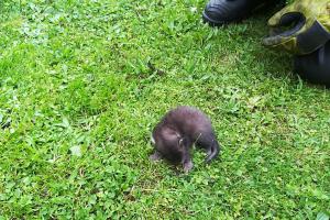 Hasiči vyprostili mládě kuny z mezistěny domu v Horní Lhotě (VIDEO)
