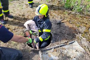 Záchrana srnečka z kanálu v Ostravě-Přívoze, "asistovaly" děti