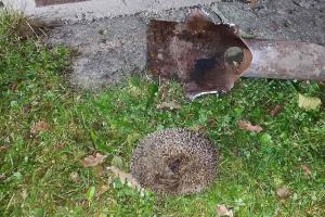 Kam jsi koukal, ty malý troubo? Ježčí matka sklouzla do roury za mládětem
