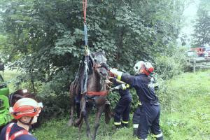 Nedobrovolný zábal v bahně. Vysílenou kobylu zachraňovali hasiči