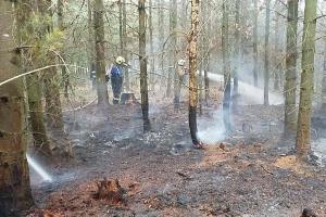 Hasiči likvidovali požár lesa v Semíně, odnesly to mladé borovice