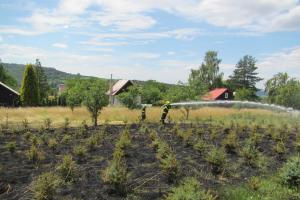 Oheň se rozšířil ze zahrady na lesní školku, poškodil stovky stromků