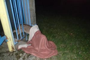 Bohumínští hasiči vyprošťovali srnce z firemní brány, těšínští dítě z auta