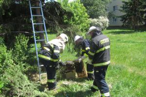 Počty zásahů na likvidaci bodavého hmyzu stále narůstají