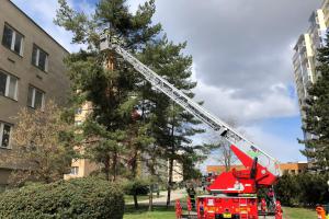 Raději dříve než později. Likvidace nalomené borovice sídlišti