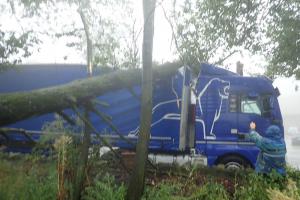 Řidič kamionu zastavil, aby si odpočinul. Na vozidlo spadl strom