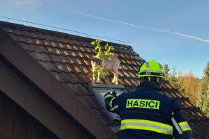 Koza na střeše. Netradiční záchrana zvířete v Liberci