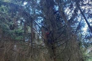 Zásah u Zvičiny, paraglidista uvízl ve stromě