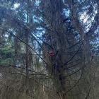 Zásah u Zvičiny, paraglidista uvízl ve stromě Zásah u Zvičiny, paraglidista uvízl ve stromě